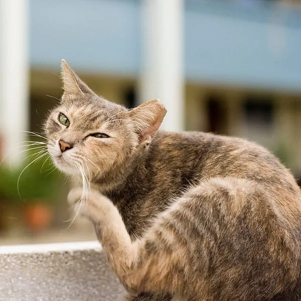 are tapeworms in cats contagious