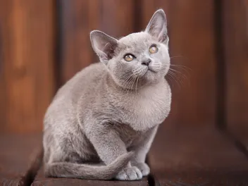 My Cat's Fur is Changing Color: 6 Vet Approved Reasons for Coat Changes