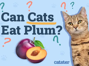 Can Cats Eat Plums? Vet-Reviewed Facts & FAQ