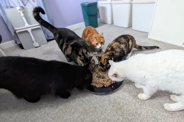 But What About Second Breakfast? When My Cats Think They’re Hobbits