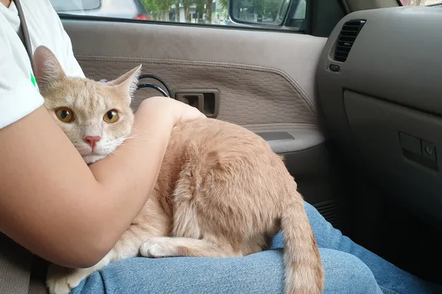 Why Do Cats Pee When Scared? 2 Reasons for This Behavior