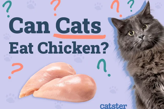 Can Cats Eat Chicken? Vet Approved Facts & FAQ