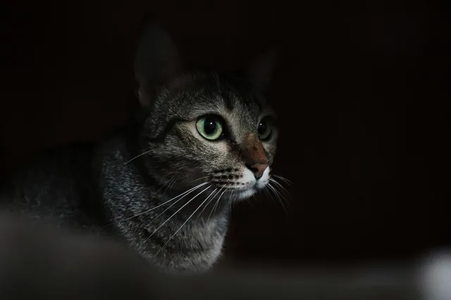 Why Do Cats Stay Up All Night? Vet-Verified Behavior