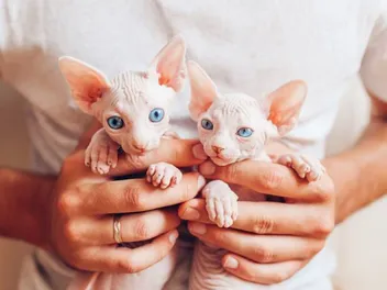 How to Pick Up & Hold a Kitten: 7 Vet-Reviewed Expert Tips