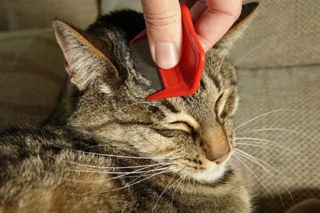 How to Use a Flea Comb on a Cat: 4 Vet-Reviewed Steps