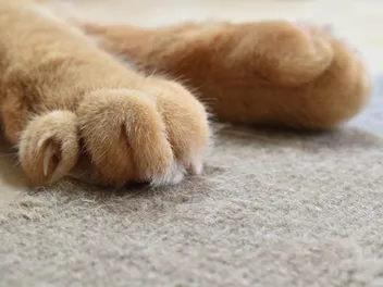 Is It True That All Cats Have Carpal Whiskers on Their Legs? Feline Anatomy Explained