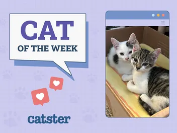 Catster Photo Contest: Cats of the Week Winners (January 22, 2026)