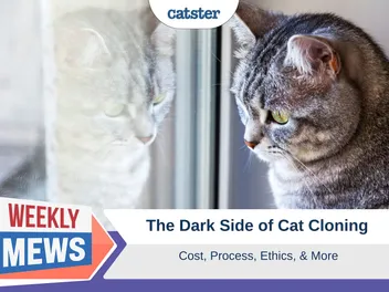 The Dark Side of Cat Cloning: Cost, Process, Ethics & More