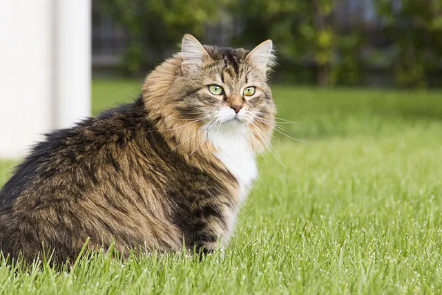 Siberian Cat Breed: Info, Pictures, Temperament & Traits
