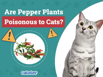 Are Pepper Plants Poisonous to Cats? Vet-Reviewed Houseplants Examined