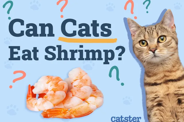 Can Cats Eat Shrimp? Vet-Reviewed Facts & FAQ