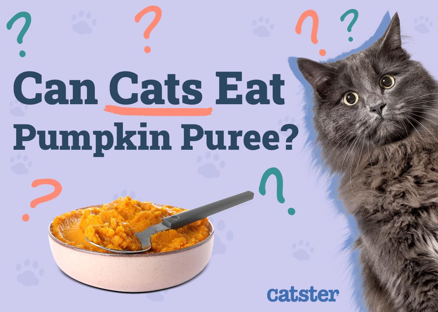 Can Cats Eat Pumpkin Puree