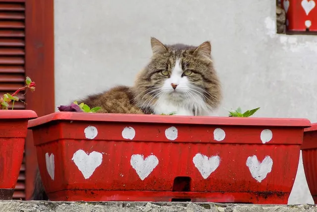 10 DIY Litter Boxes for Large Cats You Can Make Today