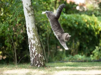 How Can Cats Survive High Falls? Vet-Approved Science & Info