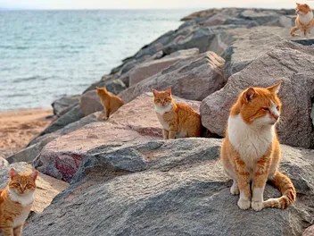 How Many Cats Are There on the Planet? What the Stats Say