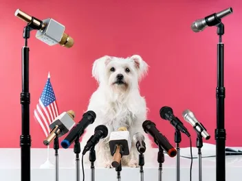 Animal Politicians: 10 US Towns That Have Elected Furry Friends