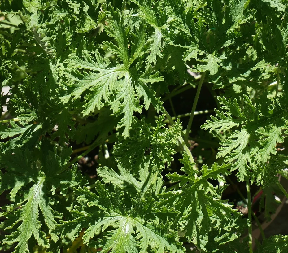 citronella-leaves