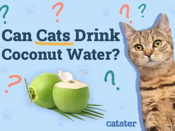 Can Cats Drink Coconut Water? Vet-Verified Nutrition Facts & FAQ