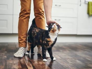 Why Does My Cat Act Like a Dog? Vet-Verified Behavior Explained