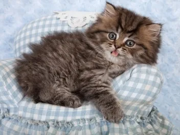 Persian Kittens for Sale in Connecticut: Breeders List 2026