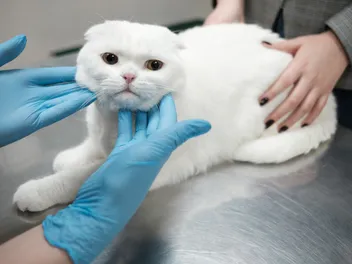 Nasal Cancer in Cats: Our Vet Explains When to Euthanize
