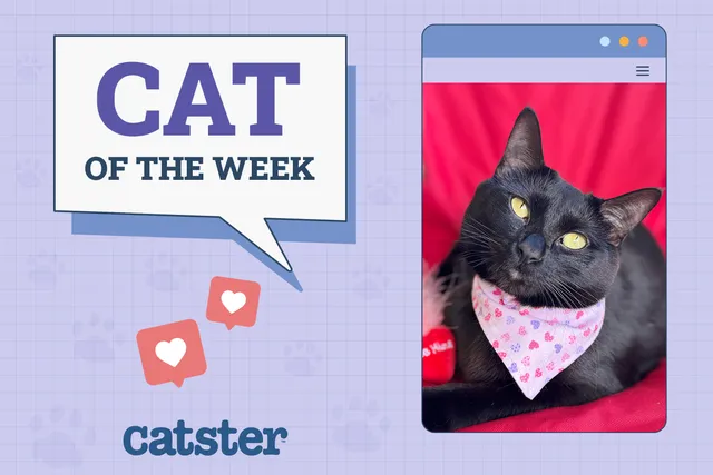 Catster Photo Contest: Cats of the Week Winners (December 4, 2025)