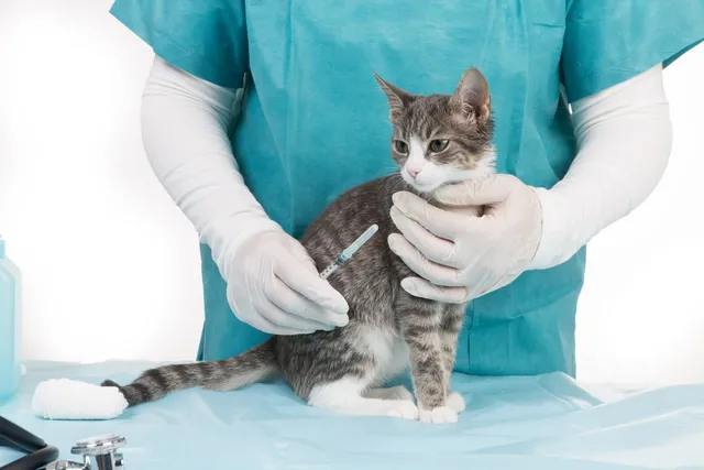 Feline Leukemia (FeLV) Vaccines for Cats: A Complete Guide (Vet Answer)
