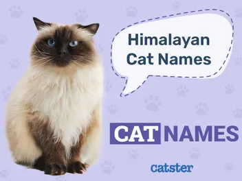 200+ Cute & Fun Himalayan Cat Names