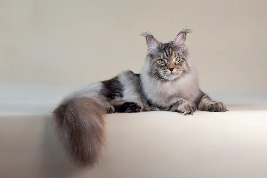 silver-tabby-turtle-maine-coon-female-lies-on-a-light-background