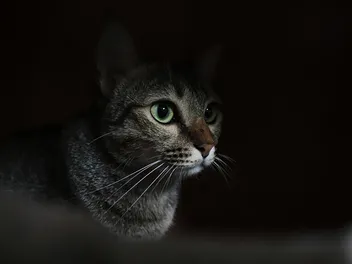 Why Do Cats Stay Up All Night? Vet-Verified Behavior