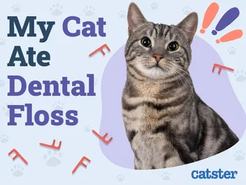 My Cat Ate Dental Floss: Is It Dangerous? Our Vet Explains What to Do