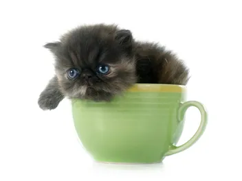 Teacup Persian Cats: History, Ethics, & Facts