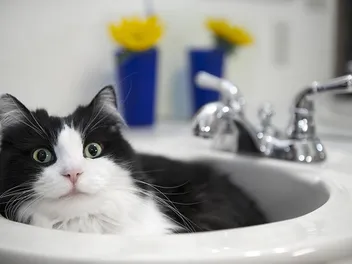 Why Do Cats Hang Out in Weird Places? 4 Vet-Reviewed Reasons