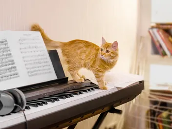 Do Cats Like the Sound of Piano Music? Vet-Verified Facts & Info