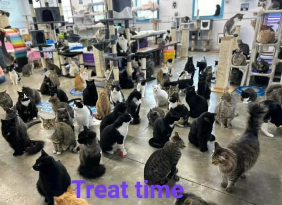 furball farm cat sanctuary 3