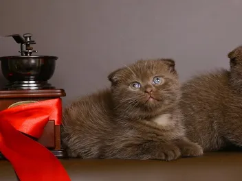 Brown Scottish Fold Cat: Info, Pictures, Facts & History