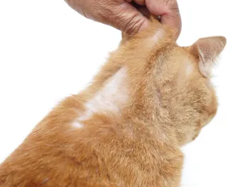 Bald Spots on Cats: 10 Vet-Verified Causes & Treatment Options