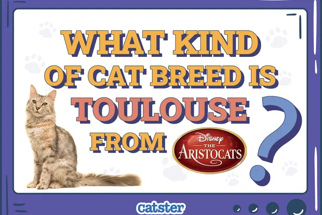 What Kind of Cat Breed is Toulouse from The Aristocats? Disney Felines Explained