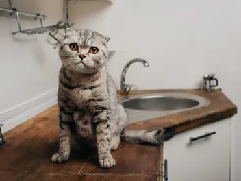 My Cat Drank Bleach! Here’s What to Do (Vet Answer)