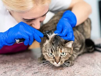Ear Polyps in Cats: Causes, Signs & Care (Vet Answer)