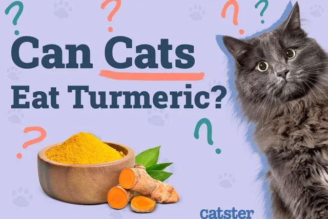 Can Cats Eat Turmeric? Vet-Approved Benefits & Advice