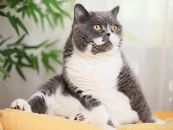 9 Health Risks for Overweight Cats (Vet Answer)