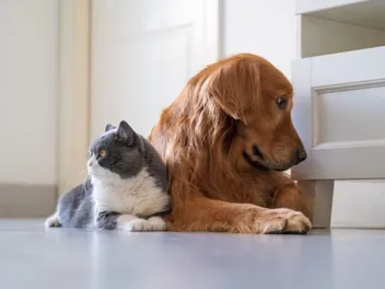 How Do Cats Play With Dogs? Vet-Approved Body Language & Behavior Explained