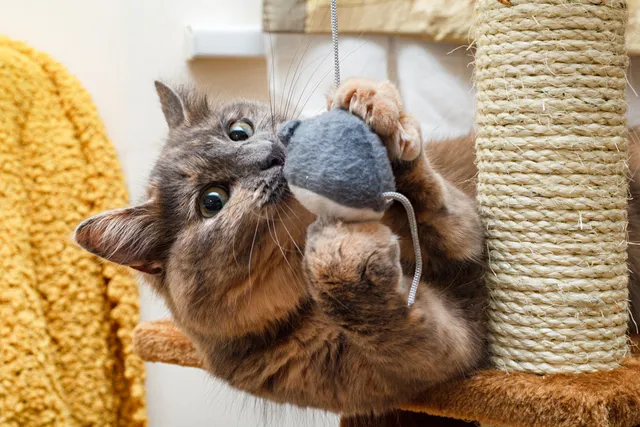 14 Ways to Provide Mental Stimulation for Cats: Vet-Reviewed Recommendations