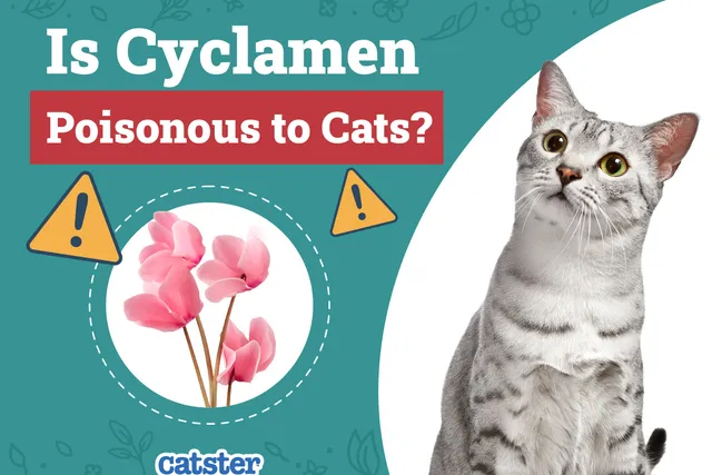 Is Cyclamen Poisonous to Cats? Vet-Reviewed Houseplants Examined