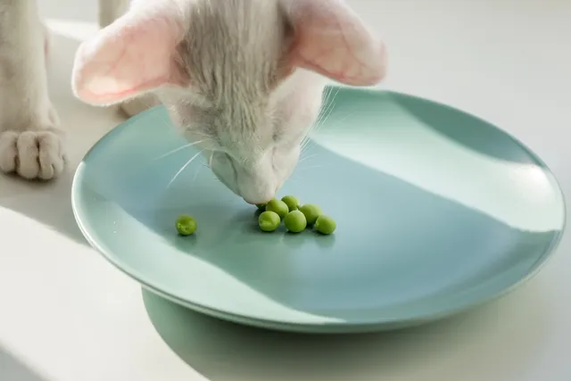Eating Disorders in Cats: Signs, Causes & Treatment (Vet Answer)
