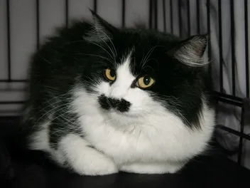 10 Cats With Mustaches in Honor of Movember (With Pictures)