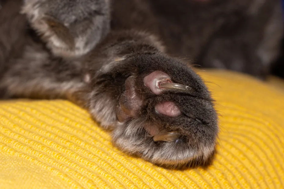 Damaged cat claw with horned paw ingrown nails