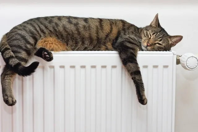 What Do Cats Dream About? Vet-Reviewed Facts & Sleeping Habits