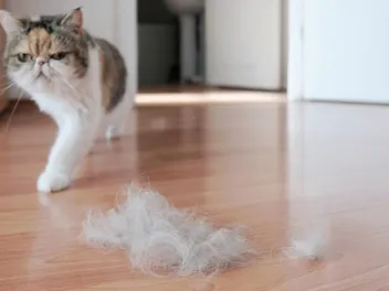 My Cat Is Pulling Hair Out Along Their Spine: 8 Causes & Treatments